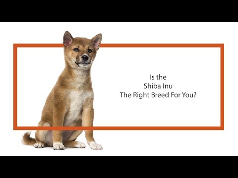 Shiba Inu Breed Video