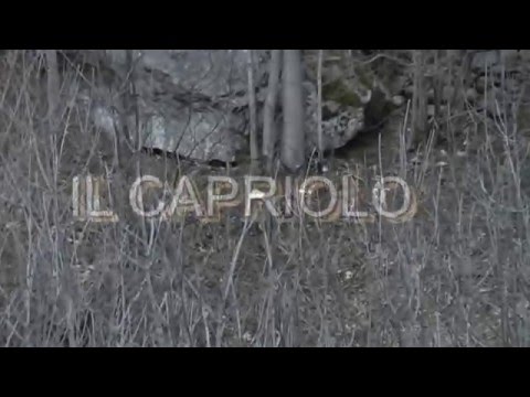 IL CAPRIOLO VALCHIUSELLA.ORG