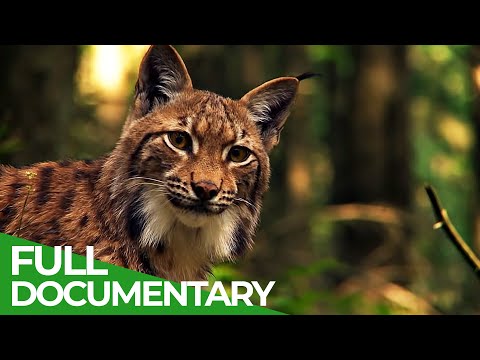 Wild Slovakia