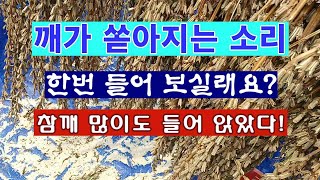 [텃밭농부 2,056]  깨가 쏟아지는 소리 한번 들어 보실래요? 참깨 많이도 들어 앉았네! #참깨재배