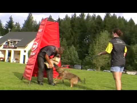 Malinois Quitta z Hückelovy vily LVT Zbraslav 2009