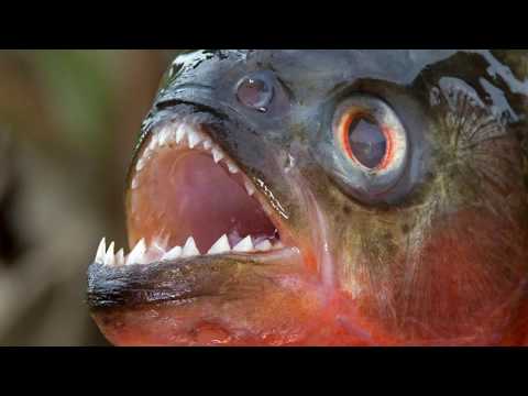 Ισιδώρα Σωτηροπούλου, μόνιμα χαμένη. Tasos Xiarcho Fun