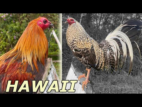 Blue Grey Bulik McRae Beautiful Birds Fuerte Farm in Hawaii Keala Fuerte