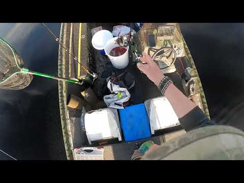 ahventa ja kuhaa leppoisassa kesä kelissä