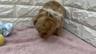 ハーフ犬の動画01