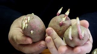 Смотреть онлайн Как правильно подготовить клубни картофеля к посадке