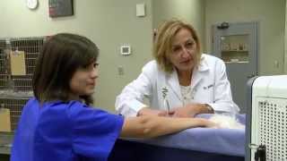 preview picture of video 'Silverlake Animal Hospital - Short | Pearland, TX'