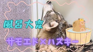 【壮絶】サモスキーのお風呂🛀
