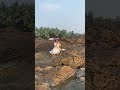 Saree Hot Girl L Saree Girl Reel L Hot Girl L Rivika Mani L Shorts Trending Love Like Viral