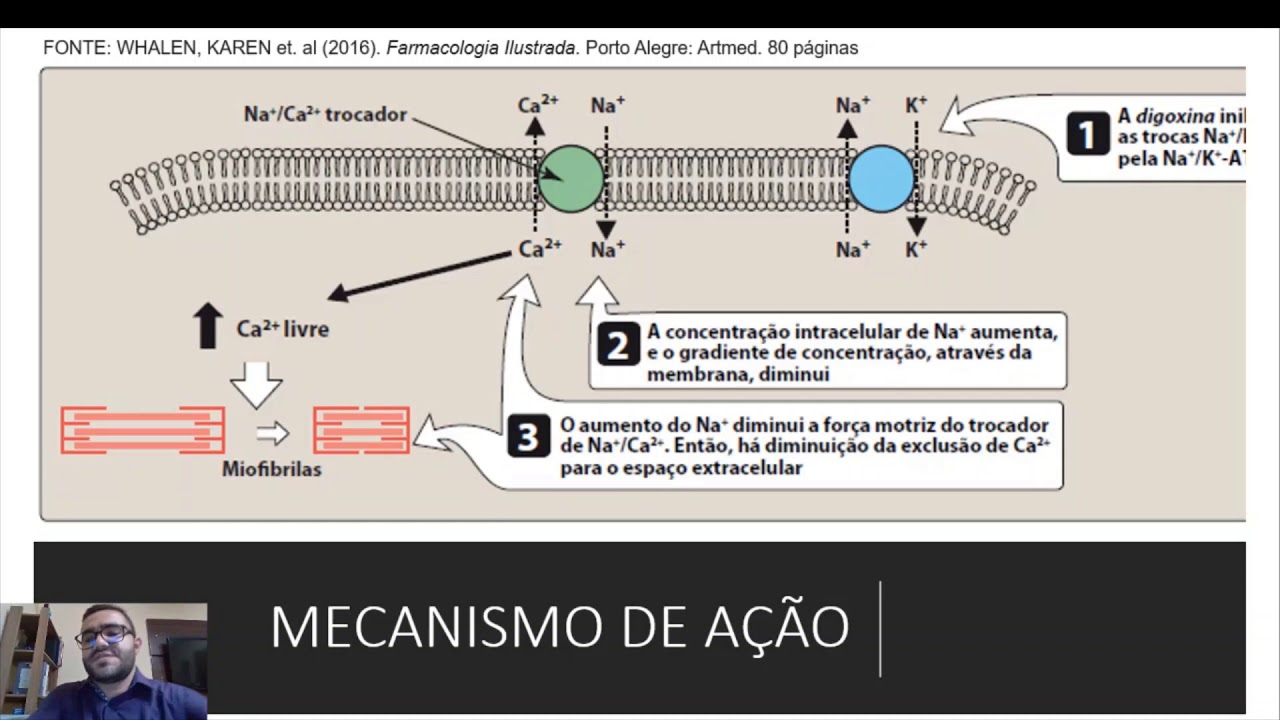 Mecanismo de ação dos digitálicos
