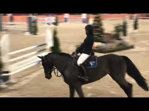 Villena (Elvaro x Vigaro) 2020/11/21 HZR Dąbrówka Mała - 110 cm I SPRZEDANA / SOLD