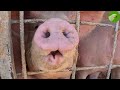 VISITING A PIG FARM REAL PIGS SOUNDS
