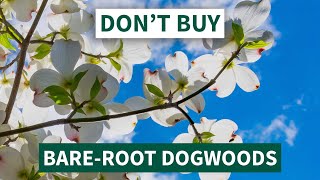 Don&#39;t Buy Bare-Root Dogwood Trees - Here&#39;s Why