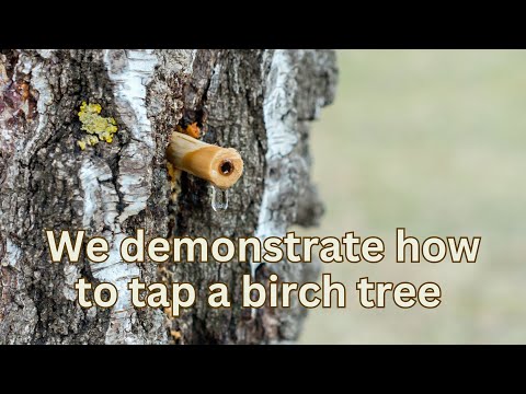 We demonstrate how to tap a birch tree to get fresh birch sap from the tree trunk.  March, 2018