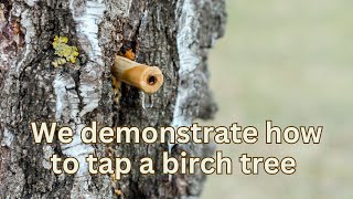 Tapping Birch Water (Birch Sap) in March