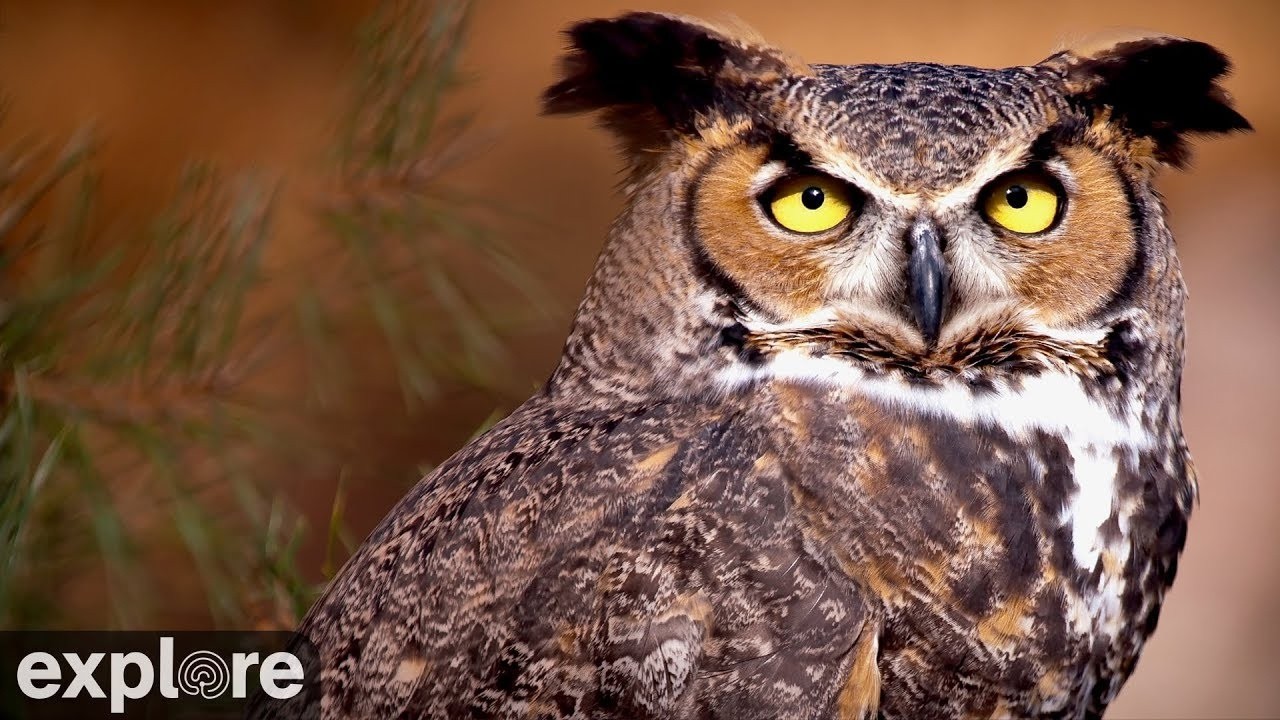 Live webcam view of Great Horned Owl Nest Cam
