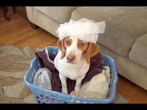 Cachorro Beagle disfruta del día de lavado