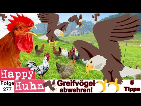 Chicken keeping: The 5 best tips against birds of prey hunting chickens! HAPPY CHICKEN E 277 - Ch...