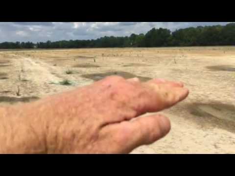 Don't Re-sod your lawn, fix the problem