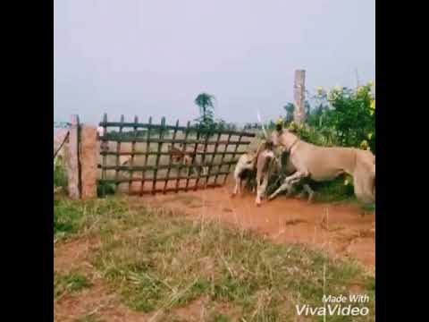 Chippiparai dog jump
