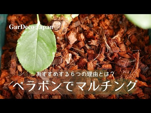 園芸 バルフォアバルサム