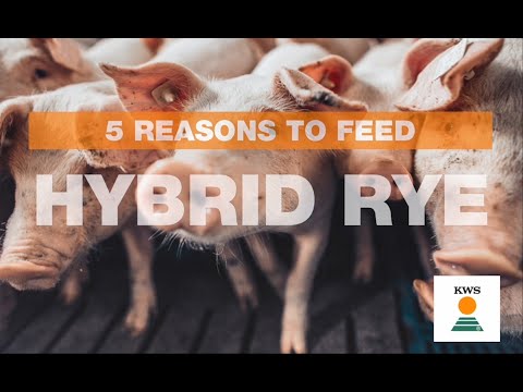 5 reasons to feed hybrid rye