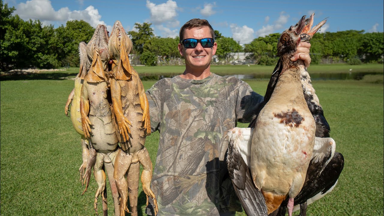 INVASIVE Muscovy Duck, Egyptian Geese, Iguanas! Catch Clean Cook (South Florida Invasive Species)