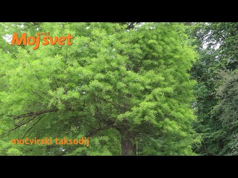 Moj mali svet predstavlja: MOČVIRSKI TAKSODIJ