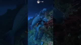 Download lagu Raja Ampat: The hidden life of the underwater diving paradise mp3