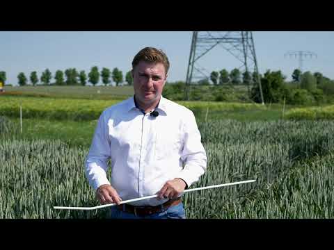 Herbizideinsatz in Winterweizen - Standort Nauen