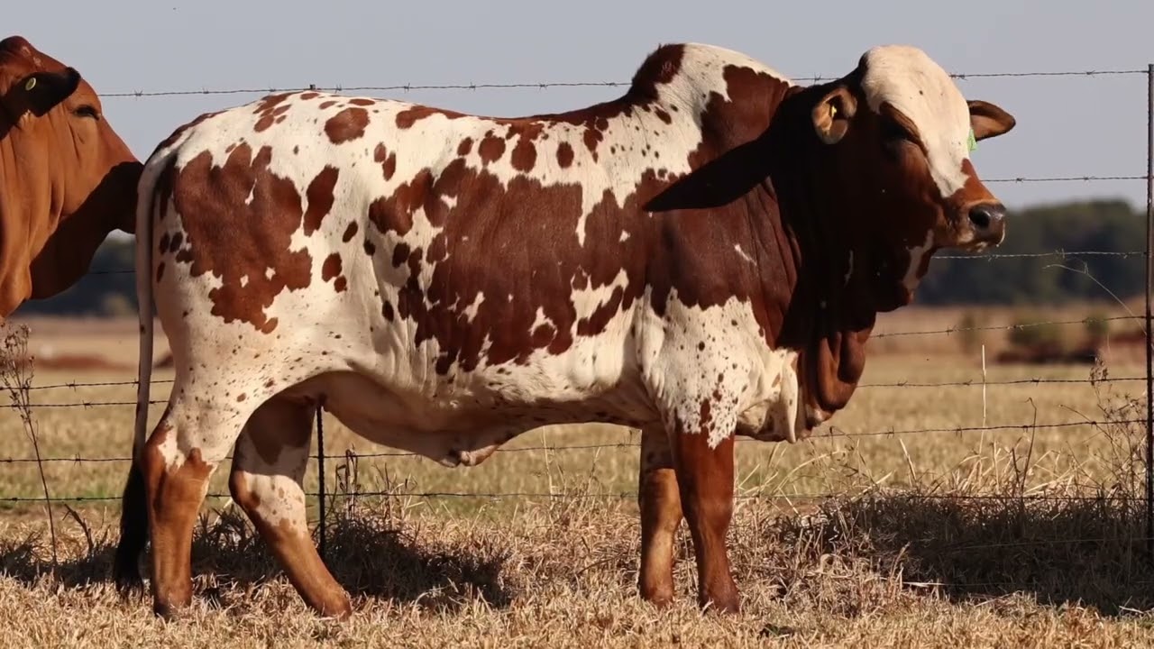 Lot 8 | HOT24-12 | Danelle | Bespreking
