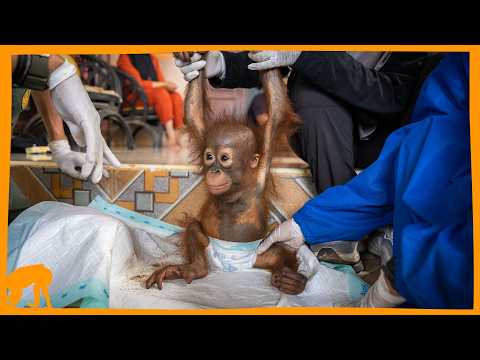 He Was Only Two Years Old: Rescuing a Baby Orangutan From Captivity