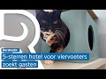 Dordts dierenasiel wil deze zomer maar één ding; baasjes die lange reizen maken