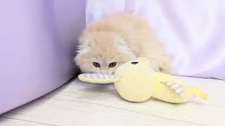 スコティッシュフォールドの動画01