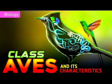 CLASS AVES | PHYLUM CHORDATA | ANIMAL KINGDOM || 3D ANIMATION ||