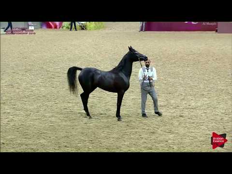 N.285 JUSTYNNA - 21st Qatar National 2018 - Mares 7 to 10 Years Old (Class 10)