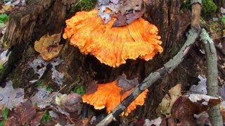 Chicken of the Woods Mushroom - Hunting & Cooking