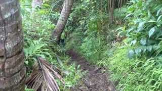 ProLaputyakz (Crying Lions)