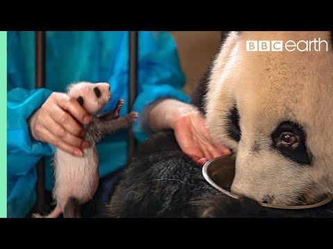 The Panda Who Wasn't Aware She'd Had Twins