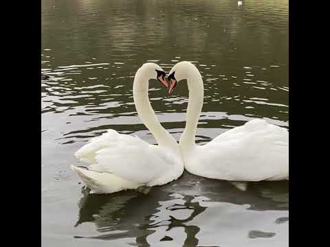 suisside - sunday w/ ekkstacy (prod. odece x northeast lights)