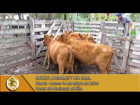 14-05-18 Venta de Hacienda al Kilo - Rocco, Canales y Cia S.R.L. - Rauch.