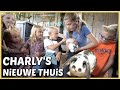 AFSCHEiD NEMEN VAN ONS KONiJNTJE CHARLY, HiJ HEEFT EEN NiEUW THUiS ? | Bellinga Vlog #2580