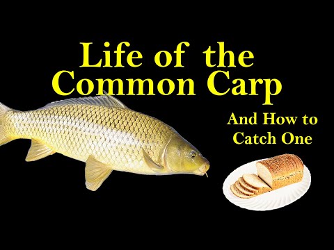 Life of the Common Carp and How to Catch One (Carp Biology and Fishing Tips)