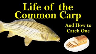 Life of the Common Carp and How to Catch One (Carp Biology and Fishing Tips)