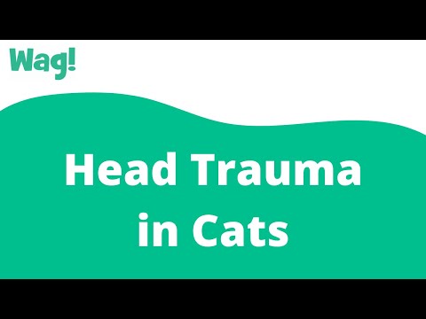 Head Trauma in Cats | Wag!