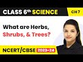 Class 6 Science Chapter 7 Getting To Know Plants What Are Herbs Shrubs And Trees