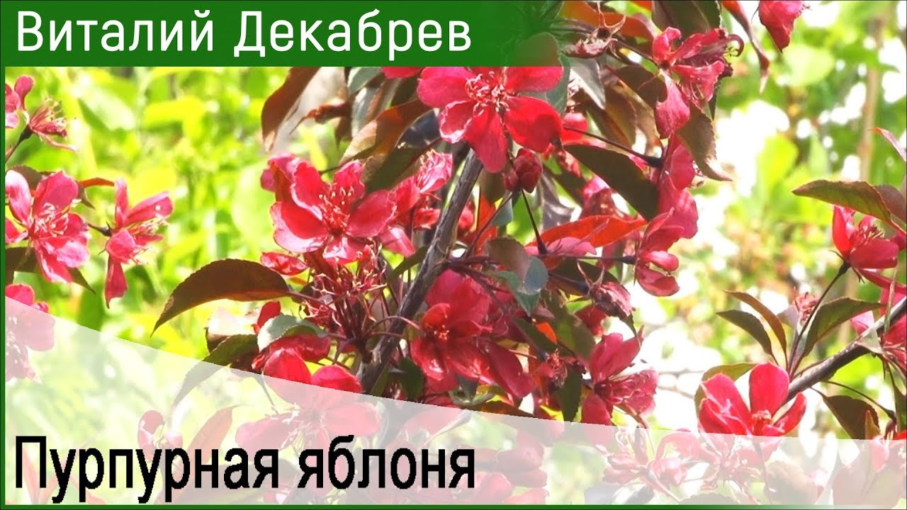 Яблоня "Недзведского"