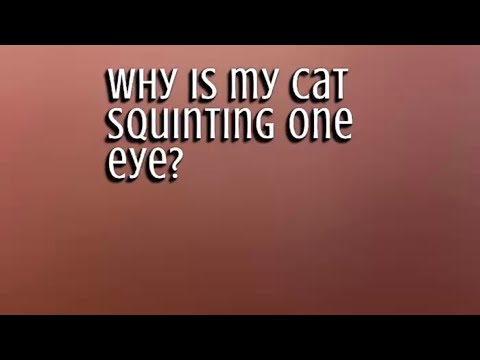Why Is Cat Squinting One Eye ? | Home Treatment