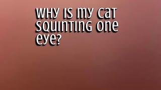 Why Is Cat Squinting One Eye ? | Home Treatment