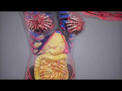 Što je probir na fenilketonuriju?